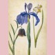 Iris, Narcissus, Fritillaria